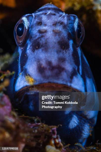 black combtooth-blenny - black blenny stock pictures, royalty-free photos & images