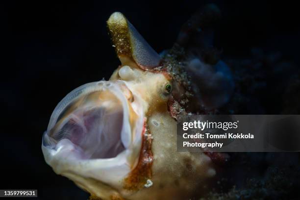 yawning frogfish series. - anglerfisch stock-fotos und bilder