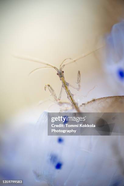 a tiny skeleton shrimp - skeleton shrimp stock pictures, royalty-free photos & images