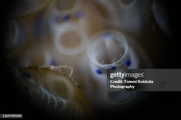 a tiny skeleton shrimp - skeleton shrimp stock pictures, royalty-free photos & images