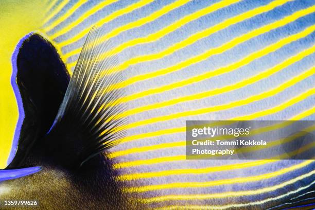 emperor angelfish close-up - tropical fish stock pictures, royalty-free photos & images