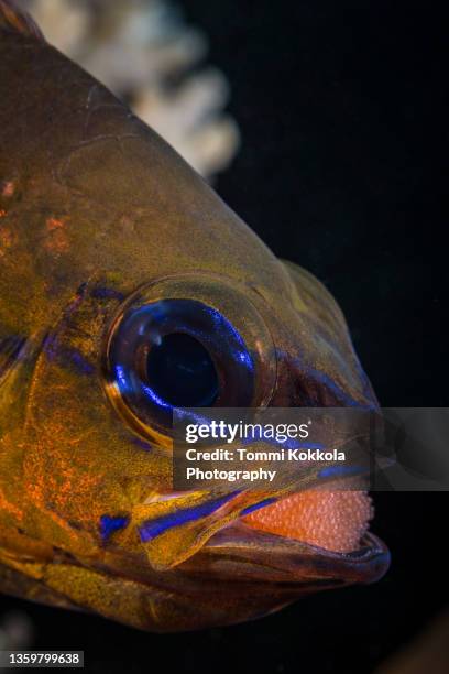 Fish Brooding 68 Fish Brooding Stock Photos, High-Res Pictures, and Images - Getty Images