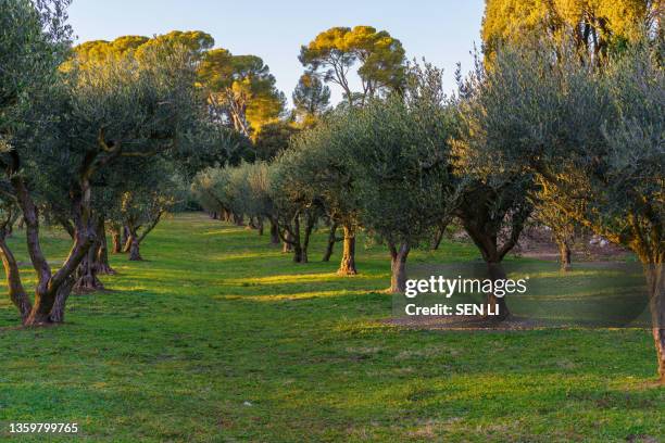 olive trees plantation under the sunlight - olive tree foto e immagini stock