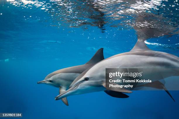 dolphin race - swimming with dolphins stock pictures, royalty-free photos & images