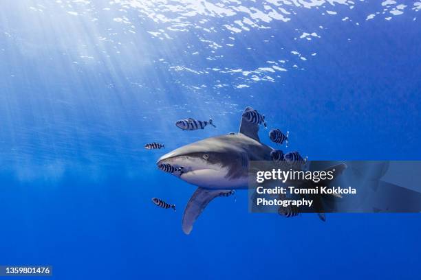 oceanic whitetip shark with pilotfish at brothers islands, red sea. - oceanic white tip shark stock pictures, royalty-free photos & images