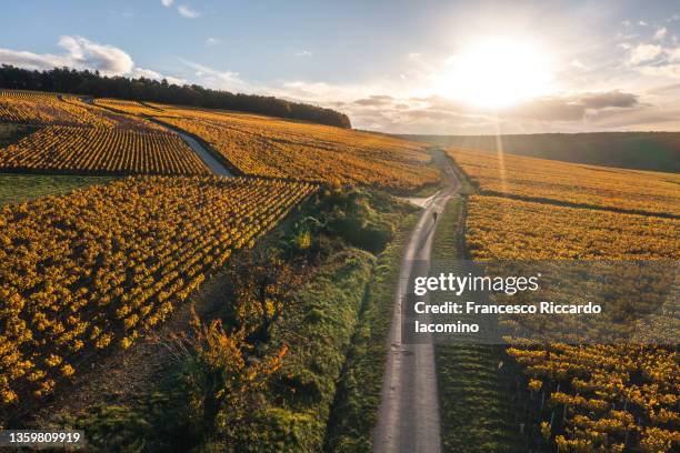 france, bourgogne-franche-comte, burgundy, cote-d'or. chablis, yellow vineyards - yonne 個照片及圖片檔
