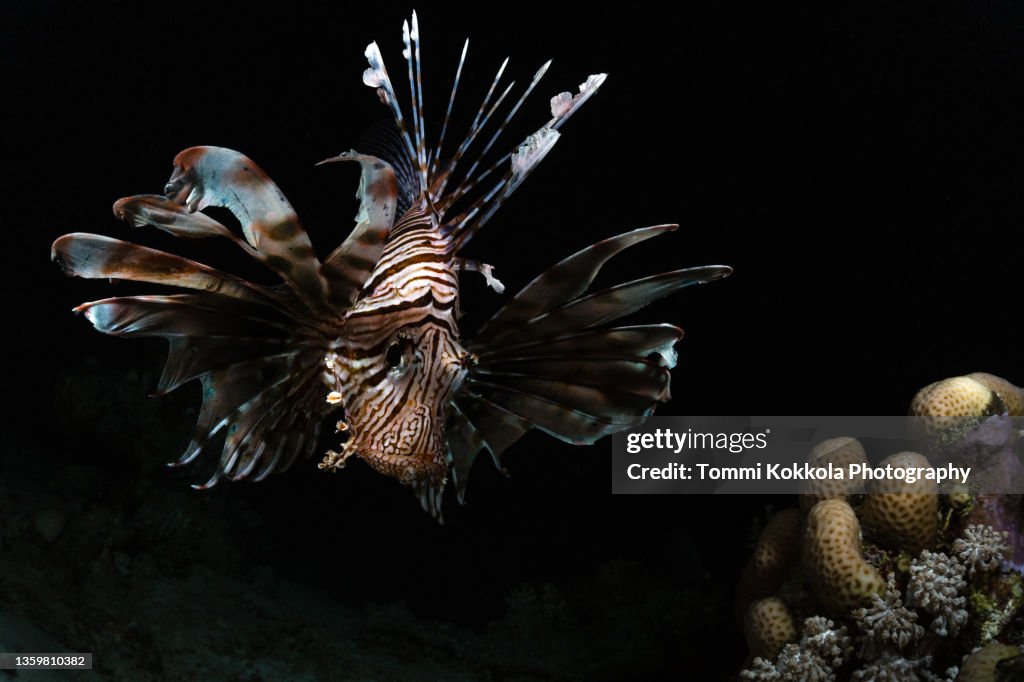 Lionfish hunting at night at Red Sea.