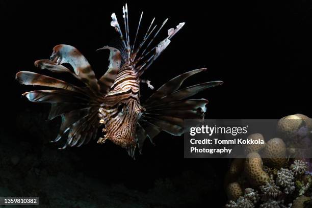 lionfish hunting at night at red sea. - lionfish stock pictures, royalty-free photos & images