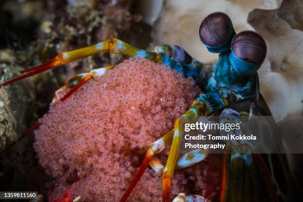 peacock mantis shrimp with eggs - mantis shrimp stock pictures, royalty-free photos & images