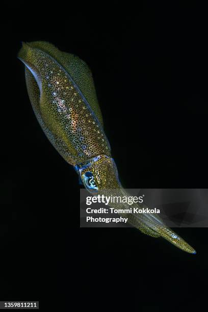 bigfin reef squid - bigfin reef squid stock pictures, royalty-free photos & images