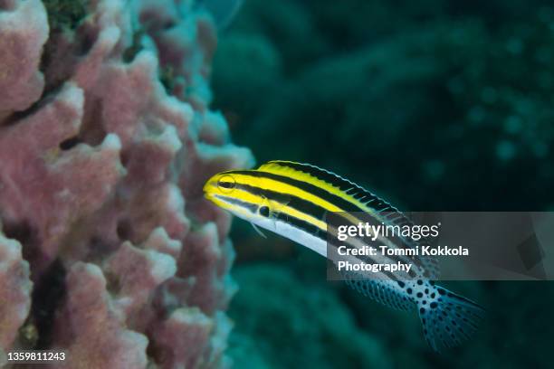 striped fangblenny - blenny stock pictures, royalty-free photos & images
