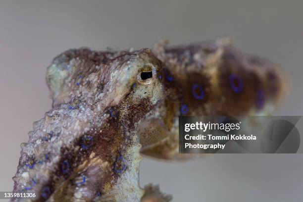 bluering octopus - blue ringed octopus stock pictures, royalty-free photos & images