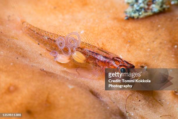 common ghostgoby with parasitic copepod - parasitic ストックフォトと画像