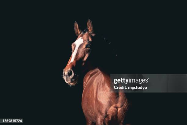 purebred bay horse isolated on black background. - pelo de animal imagens e fotografias de stock