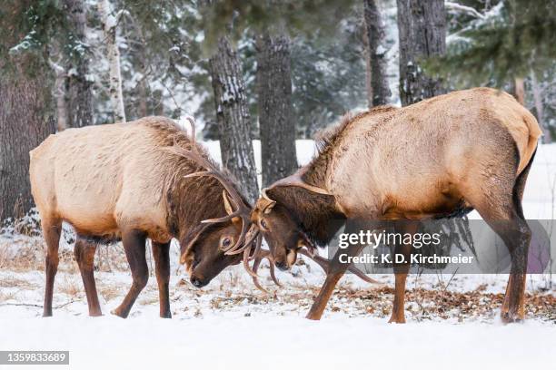 bull elk sparring in the snow - bull butting stock pictures, royalty-free photos & images