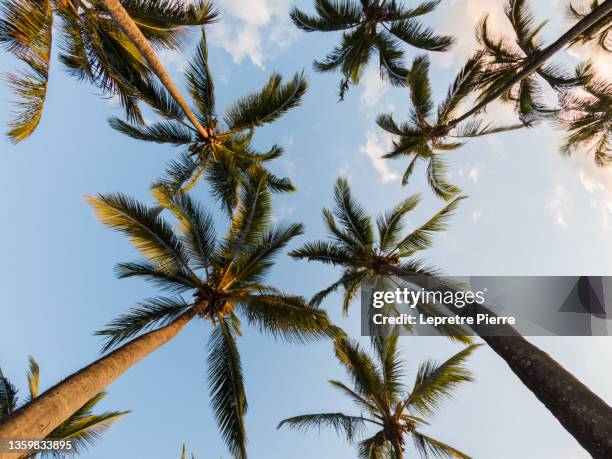 palm view at sunset, plage de grand anse, ile de la réunion - ile de la réunion bildbanksfoton och bilder