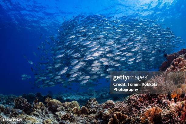 school of bigeye trevally - tubbataharevet bildbanksfoton och bilder