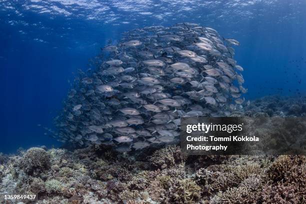 school of bigeye trevally - jack fish stock pictures, royalty-free photos & images