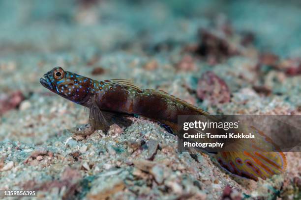 metallic shrimp-goby - trimma okinawae stock pictures, royalty-free photos & images