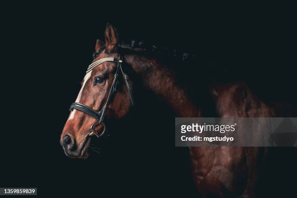 schönes pferd vor schwarzem hintergrund. - horse studio stock-fotos und bilder