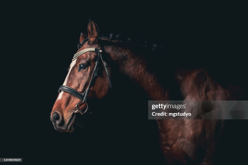 Hermoso caballo sobre fondo negro.