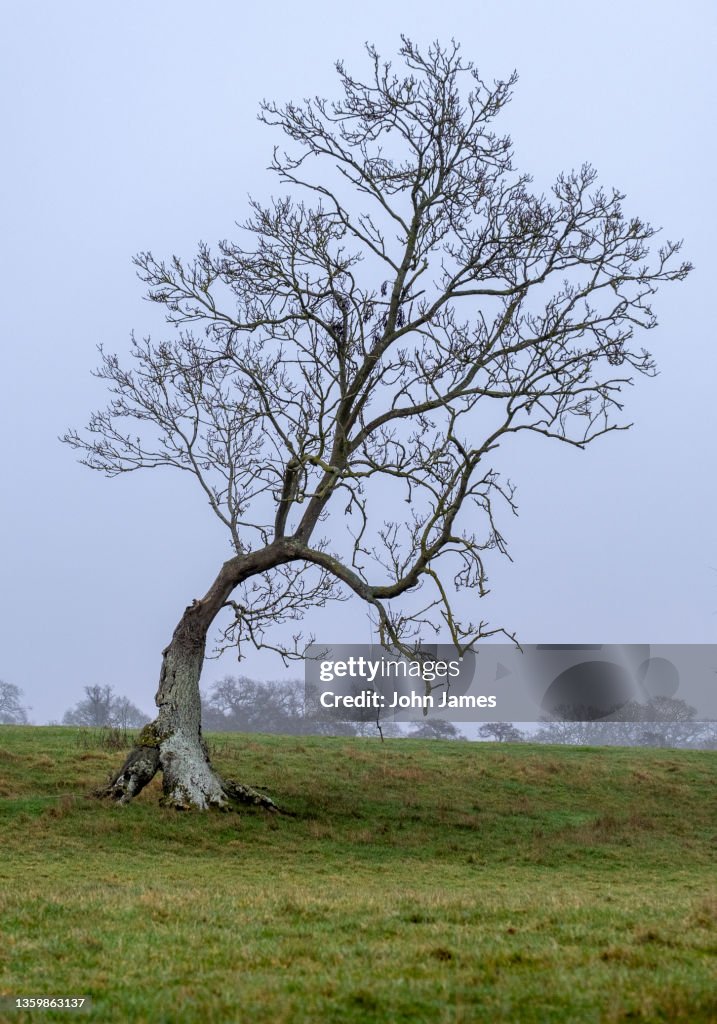 Trees Leaf Less Leafless Tree