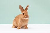 little red fluffy rabbit on light green background.