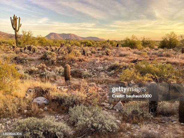 mcdowell sonoran conservancy gateway trailhead in scottsdale, arizona - scottsdale arizona stock pictures, royalty-free photos & images