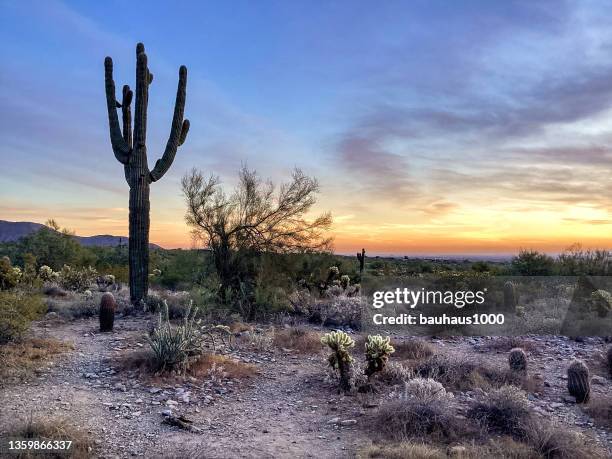 mcdowell sonoran conservancy gateway trailhead in scottsdale, arizona - wildlife refuge stock pictures, royalty-free photos & images