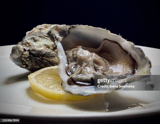 fresh oysters - ostrica foto e immagini stock