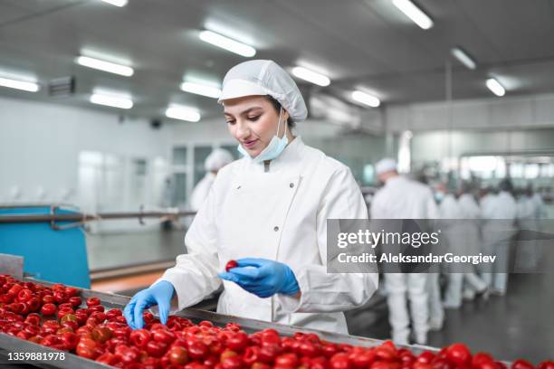 moderne arbeiterin sortiert entkernte kirschpaprika zum füllen mit käse in der fabrik aus - same person different clothes stock-fotos und bilder