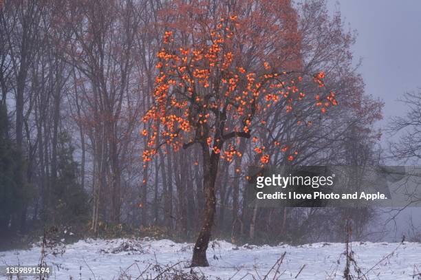 remaining persimmons in early winter - amerikanische kakipflaume stock-fotos und bilder