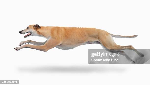 speeding greyhound on white - hund nicht mensch stock-fotos und bilder