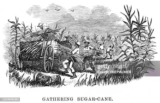 ilustrações de stock, clip art, desenhos animados e ícones de gathering sugar cane engraving 1867 - cana de açúcar