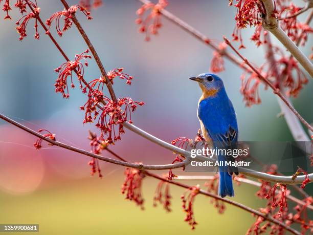 bluebird - zangvogels stockfoto's en -beelden