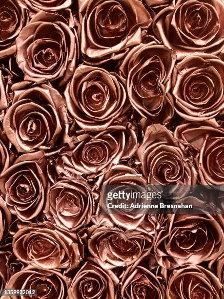 copper colored roses - rose gold ストックフォトと画像