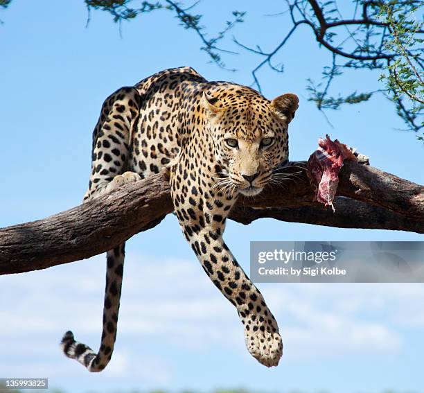 Leopard On 324 Cloud Leopard Stock Photos, High-Res Pictures, and Images - Getty ...