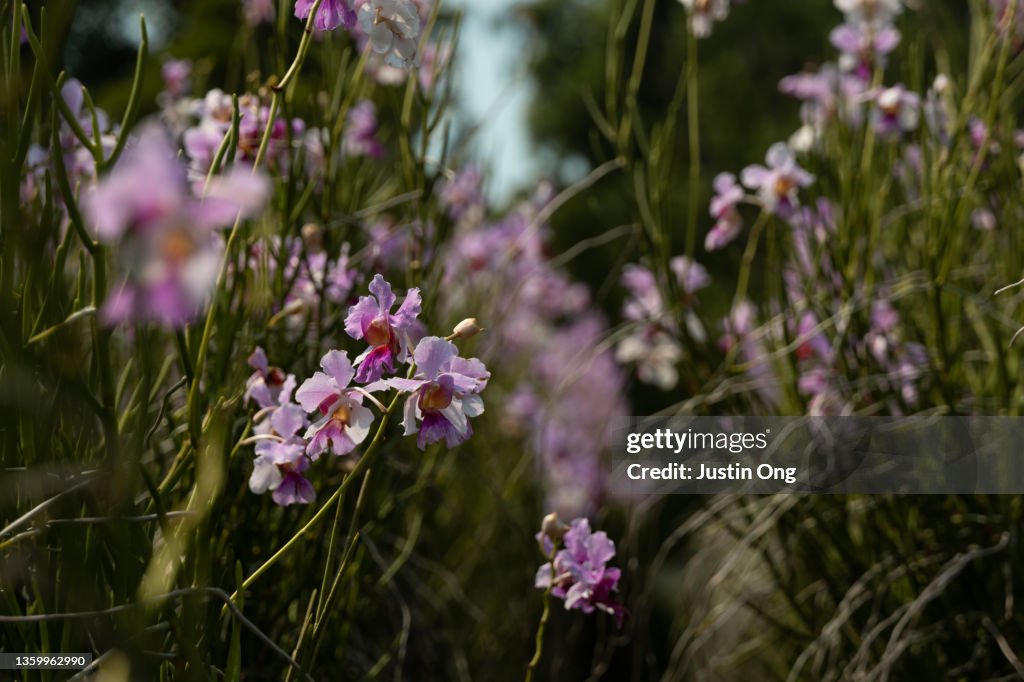 Princess Aloha orchid, Papilionanthe Miss Joaquim,