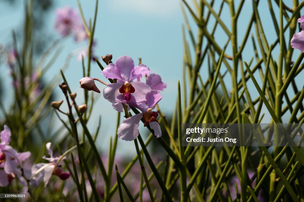 Princess Aloha orchid, Papilionanthe Miss Joaquim,