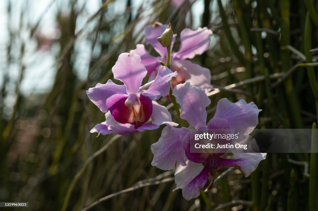 Princess Aloha orchid, Papilionanthe Miss Joaquim,