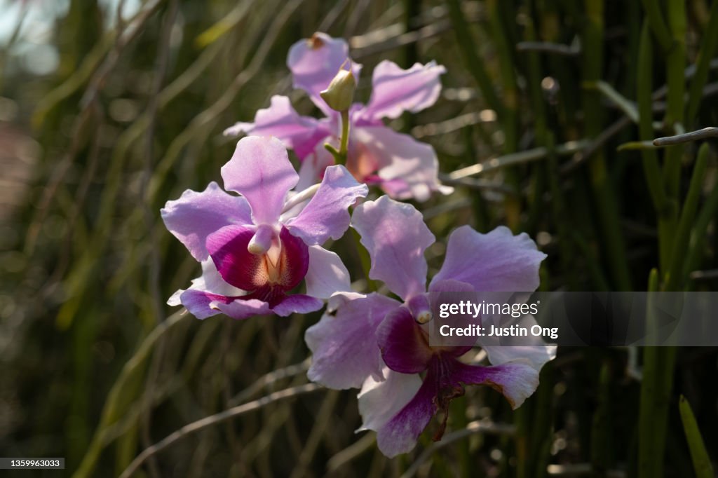 Princess Aloha orchid, Papilionanthe Miss Joaquim,