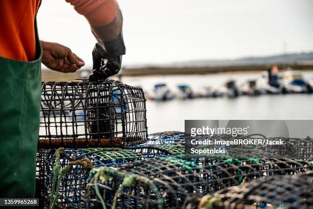 fisherman puts crab inside octopus traps in alvor, algarve, portugal - algarve crab stock pictures, royalty-free photos & images