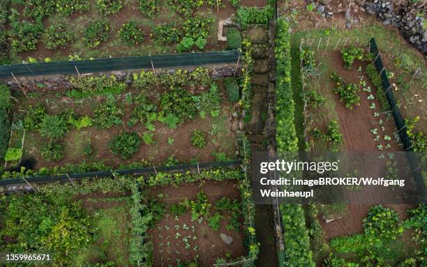 vegetable garden in rocha da relva, sao miguel island, azores, portugal - relva stock-fotos und bilder