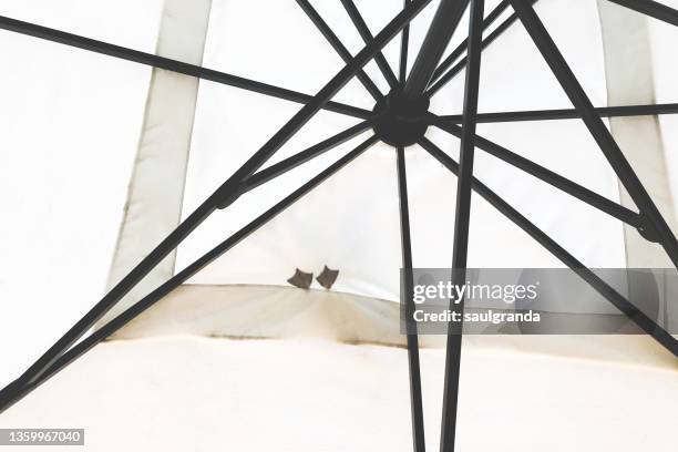 umbrella of a cafe terrace seen from below with a seagull perched on it - gartenschirm stock-fotos und bilder