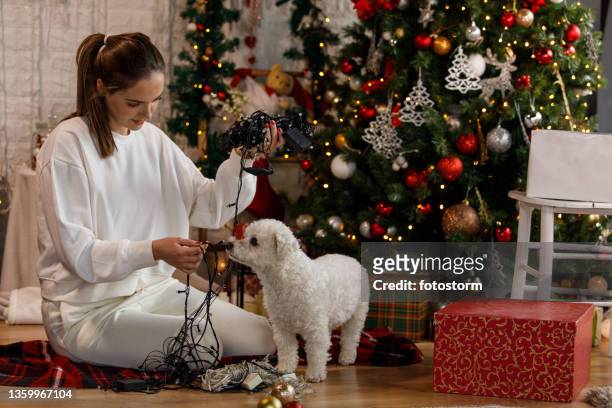hund hilft seinem besitzer, weihnachtslichter zu entwirren - untangle stock-fotos und bilder