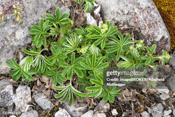 alpine lady's-mantle (alchemilla alpina), tyrol, austria - pie de león fotografías e imágenes de stock