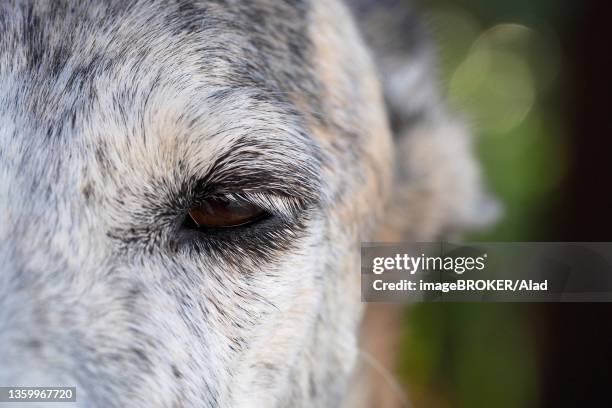 close-up of white eyelashes of a greyhound (galgo), eye of a galgo, spain - galgo stock pictures, royalty-free photos & images