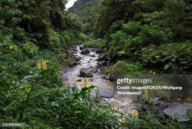 kahili ginger (hedychium gardnerianum) along the river to the waterfall salto do prego, faial da terra, sao miguel island, azores, portugal - hedychium gardnerianum stock pictures, royalty-free photos & images