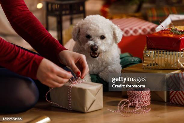 Puppy Using String 359 Dog Knotted In Woman Stock Photos, High-Res Pictures, and Images ...