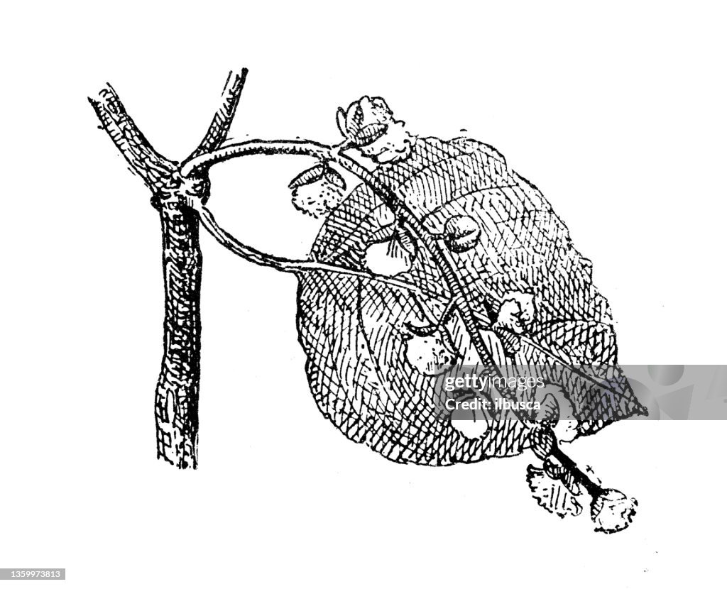 Antique illustration: Poplar (Populus)